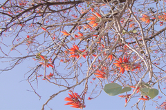 Erythrina suberosa